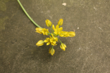 Allium moly RCP6-2013 193.JPG
